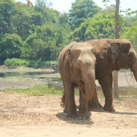 A day at Elephants World